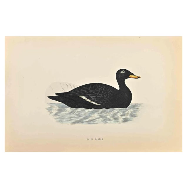 Alexander Francis Lydon, Velvet Scoter, Woodcut Print, 1870 For Sale