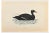 Alexander Francis Lydon, Velvet Scoter, Woodcut Print, 1870 For Sale