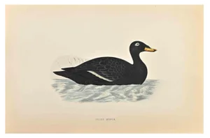 Alexander Francis Lydon, Velvet Scoter, Woodcut Print, 1870