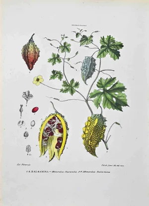 Vincenzo Tenore, The Cucurbitaceae, Lithograph, 1870s