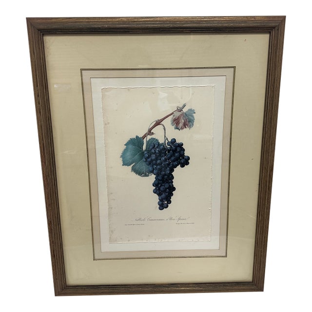 Vintage Nebbiolo Canavesano Print by Giuseppe Pera For Sale