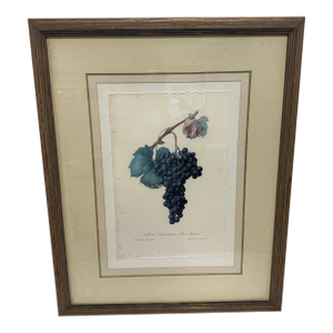 Vintage Nebbiolo Canavesano Print by Giuseppe Pera