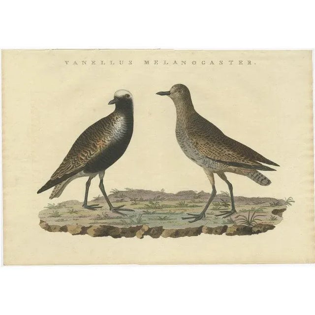 Early 19th Century Sepp & Nozeman, Grey Plover, 1829, Paper For Sale - Image 5 of 5