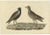 Early 19th Century Sepp & Nozeman, Grey Plover, 1829, Paper For Sale - Image 5 of 5