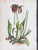 Paper Staggerbush Botanical Print on Paper, Usa Early 20th C. For Sale - Image 7 of 8