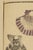 A beautiful study of scallop shells reproduced from a 19th-century Japanese woodblock print in Banshō Shashin Zufu, the...