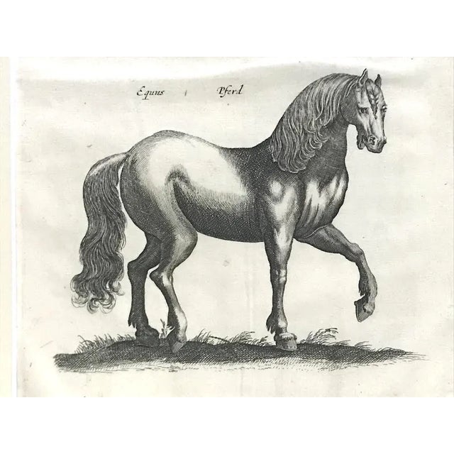 17th Century Original Antique Engraving Horses Merian & Jonston Amsterdam 1660 Equestrian Print. For Sale - Image 5 of 6