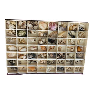 Antique Sea Shell Collection in Original Box For Sale
