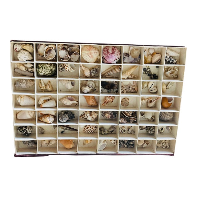 Antique Sea Shell Collection in Original Box For Sale