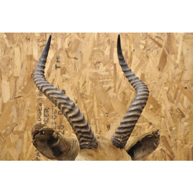 Animal Skin Vintage African Impala Shoulder Mount Wall Taxidermy Man Cave Lodge Home Decor For Sale - Image 7 of 18