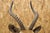 Animal Skin Vintage African Impala Shoulder Mount Wall Taxidermy Man Cave Lodge Home Decor For Sale - Image 7 of 18