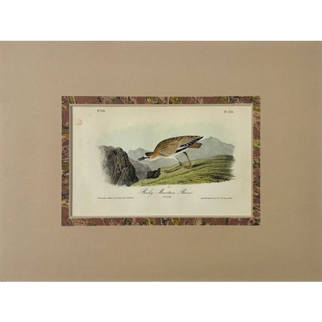 1st edition octavo lithograph of the Rocky Mountain Plover is from John James Audubon's the Birds of North America. The...