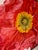 Iceland Poppy Framed Oil on Canvas by Shelly Gurton Titled "Riva" For Sale In Savannah - Image 6 of 11