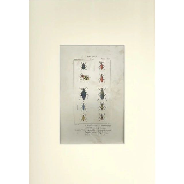 This is one of the illustrations of "Dizionario di scienze naturali" (Natural sciences dictionary) edited by Battelli nel...