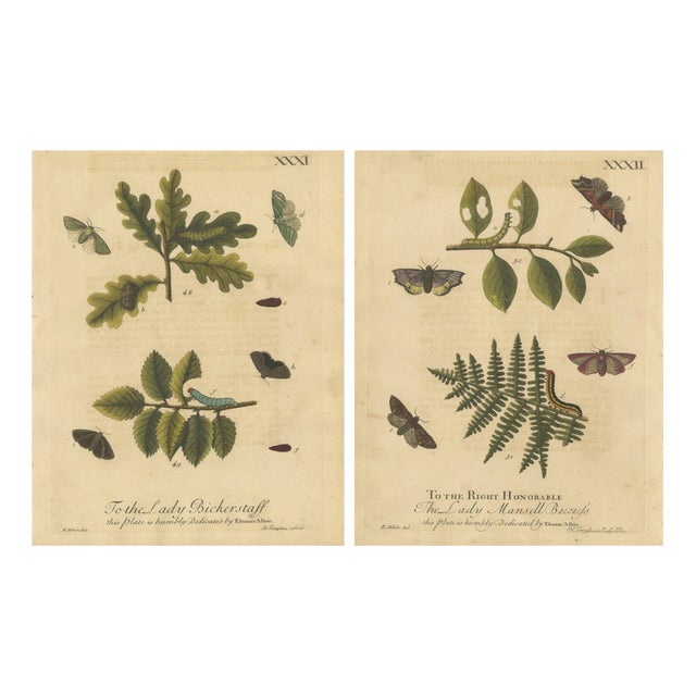 Albin, Moths and Caterpillars on Oak and Fern, 1720, Prints, Set of 2 For Sale