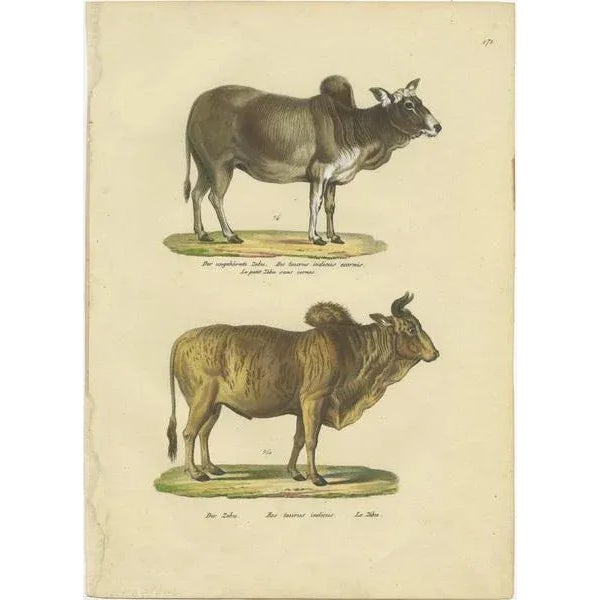 Antique print titled 'Der ungehörnte Zebu (\.) - Der Zebu'. Original antique print of zebu and horned zebu. This print...