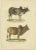 Antique print titled 'Der ungehörnte Zebu (\.) - Der Zebu'. Original antique print of zebu and horned zebu. This print...