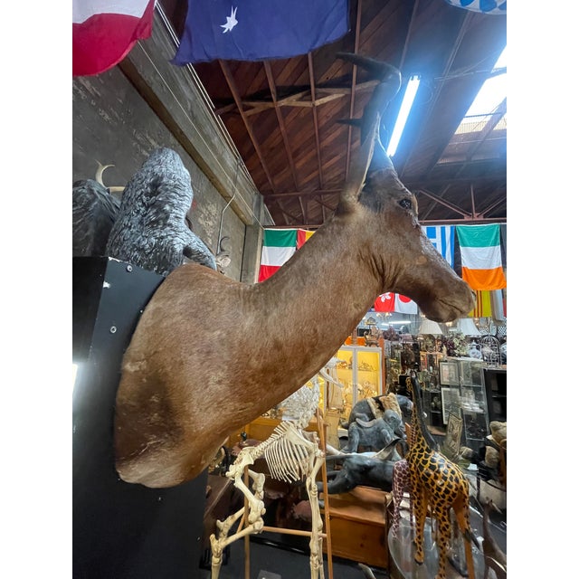 African Large Vintage African Red Hartebeest Taxidermy Shoulder Mount For Sale - Image 3 of 10