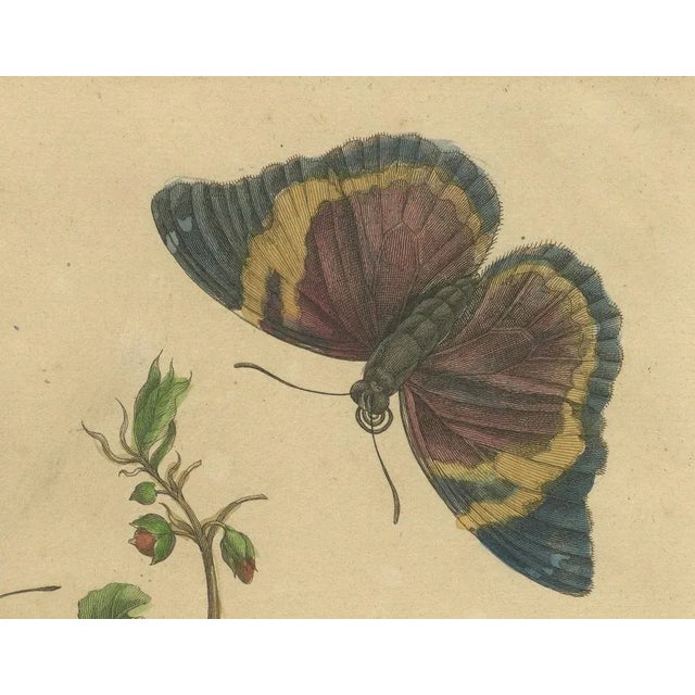Metamorphosis of Surinamese Insects, 1705, Paper For Sale - Image 4 of 7
