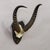 Antique Springbok Trophy on Wooden Plaque, ca. 1930s A springbok skull with horns (Antidorcas marsupialis), mounted on a...