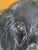 Dog Portraits, Oil Paintings, Set of 2 For Sale - Image 12 of 15