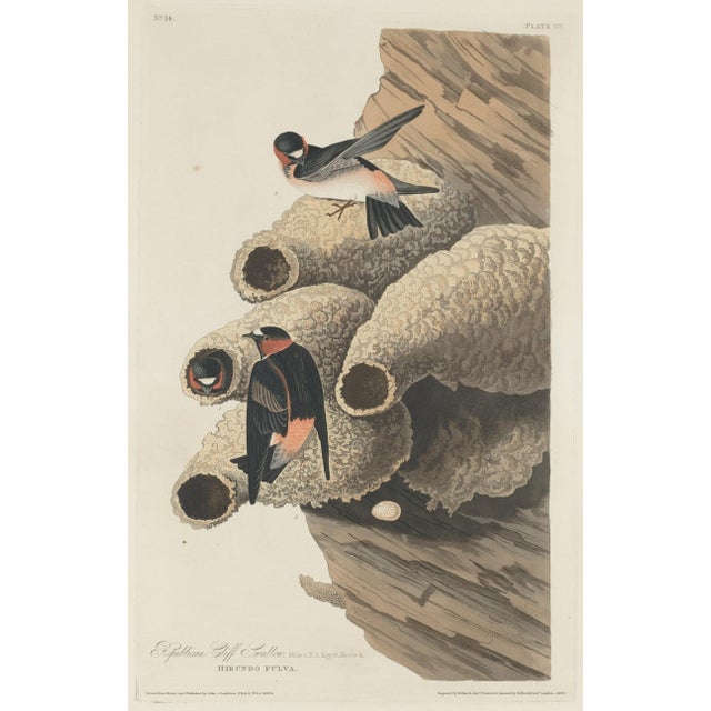 Paper Vintage Reproductions of 1966 John James Audubon Prints— Sparrow, Warbler, Woodpecker, Starling, Swallow and Catcher - Collection of 4 For Sale - Image 7 of 9