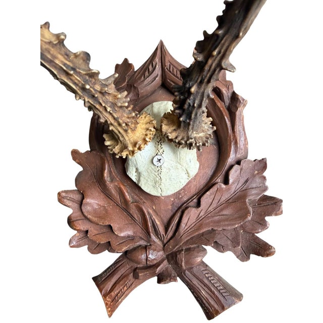 Roe Deer Trophy 183 Black Forest Antlers Mount For Sale - Image 4 of 5