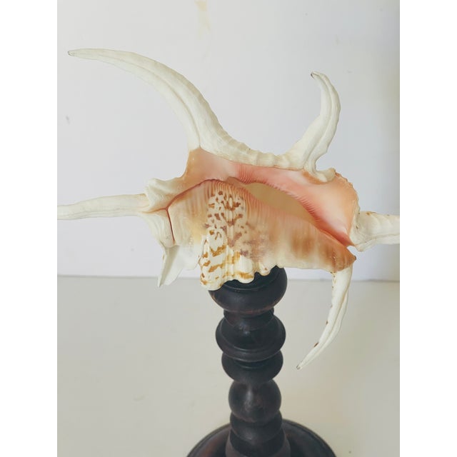 Pair of Spider Conch Sea Shells on Antique Stands For Sale - Image 4 of 4