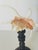 Pair of Spider Conch Sea Shells on Antique Stands For Sale - Image 4 of 4