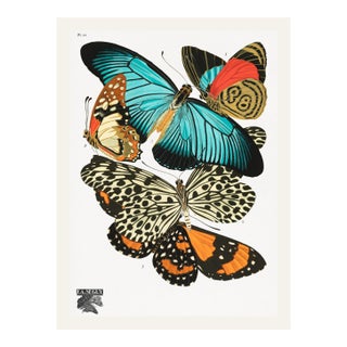 Butterflies (E. A. Séguy), Vintage Art Print Reproduction, 18" × 24" For Sale