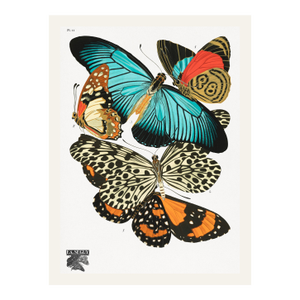 Butterflies (E. A. Séguy), Vintage Art Print Reproduction, 18" × 24"