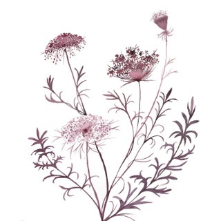 "Queen Anne's Lace No. 20" Contemporary Original Botanical Flowers Watercolor Painting by Elizabeth Becker For Sale