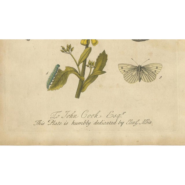 Albin, Butterfly Life Cycle on Oak & Wallflower, 1720, Paper For Sale - Image 6 of 9