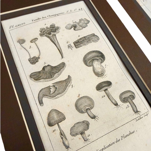 French 1804-1806 French Buffon Monochrome Intaglio Engravings | Mushroom & Botanical Trio - Set of 3 For Sale - Image 3 of 7