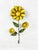 Vintage Mid-Century Yellow Metal Sunflower Tole Wall Hooks - Pair For Sale - Image 4 of 6
