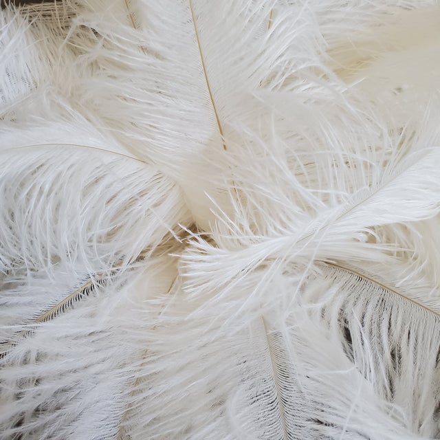 Naturally Shed White Ostrich Feathers, 25 Piece Chairish