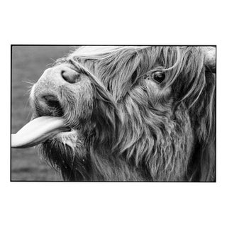 Paul Cooklin, Highland Cattle, Edition of 50 For Sale