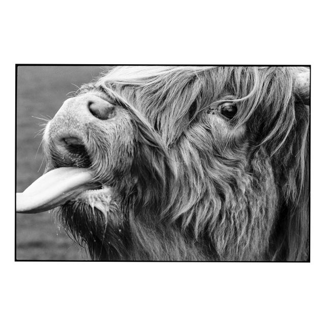 Paul Cooklin, Highland Cattle, Edition of 50 For Sale
