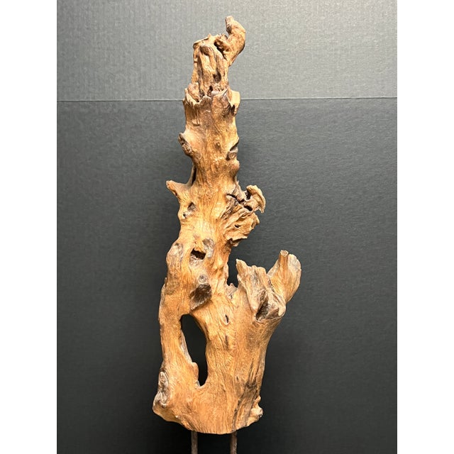Vintage Natural Abstract Driftwood Art Sculpture on Wooden Base For Sale - Image 11 of 12