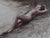 This oil painting on linen captures a serene outdoor scene featuring a reclining nude figure, bathed in soft, natural...