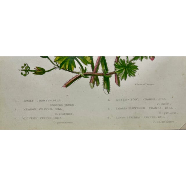 Antique Hand Colored Botanical Print /Illustration by W Dikes Co Demonstrating Various Types of Cranes-Bill Flowers From England- Circa 1870 For Sale - Image 9 of 12