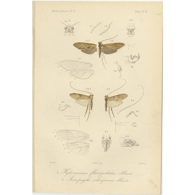 Paper P. W. M. Trap, Sumatra Dragonfly and Insect Fauna Studies, 1887, Lithographs on Paper, Set of 6 For Sale - Image 7 of 10