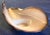 17" Nautical-Style Hand Blown 3-Lb Centerpiece Art-Glass Conch For Sale - Image 12 of 14