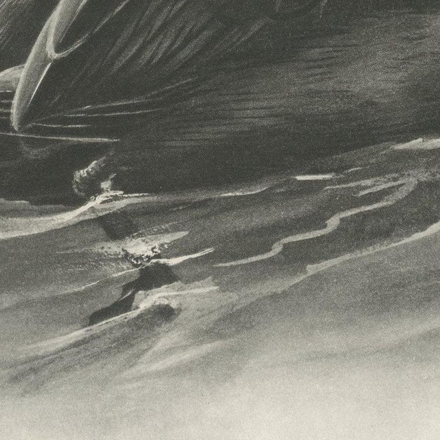 After Lilian Medland, Common Scoter, 1909, Print For Sale - Image 6 of 9