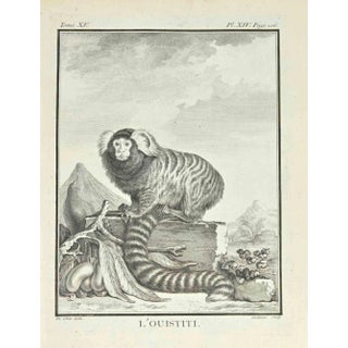 Clause Jardinnier, L'Ouistiti, Etching, 1771 For Sale