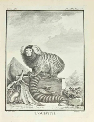 Clause Jardinnier, L'Ouistiti, Etching, 1771