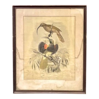Antique Original 19th Century Dutch Print of Birds by Artist Josef Smit For Sale
