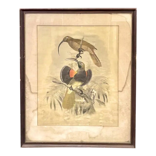 Antique Original 19th Century Dutch Print of Birds by Artist Josef Smit For Sale