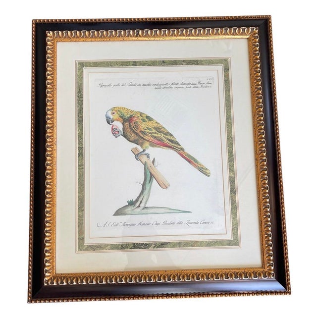 Set of 4 Vintage Continental Style Framed Natural History Prints For Sale - Image 4 of 12
