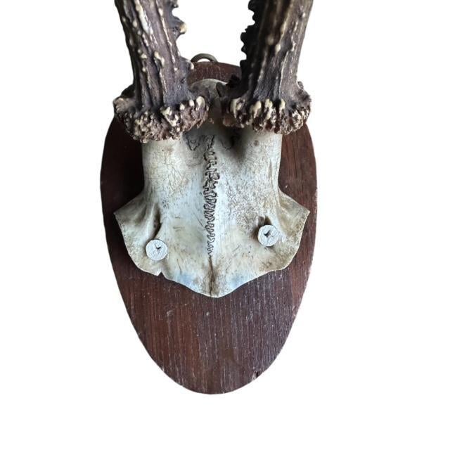 1900s Roe deer Trophy Rd80 Black Forest Antlers For Sale - Image 4 of 6